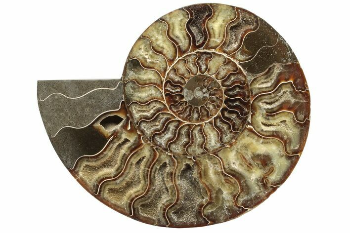 Cut & Polished Ammonite Fossil (Half) - Madagascar #233661